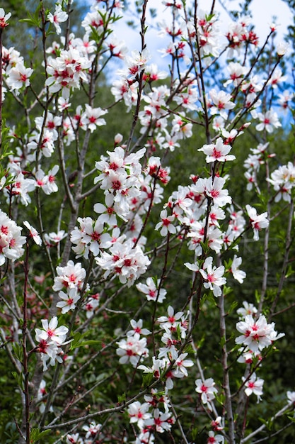 Een tak van een boom met witte bloemen