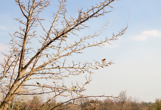 Een tak van een boom zonder bladeren op een achtergrond van blauwe lucht