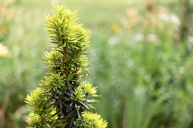 Een tak van een jonge spar op een onscherpe achtergrond. De groei van een naaldboom. Natuur.