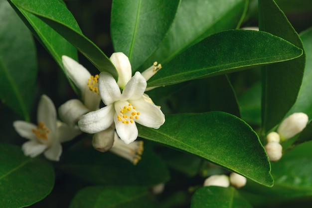 Een tak van een sinaasappel- of mandarijnboom met fruit en bloemen geïsoleerd op een witte achtergrond