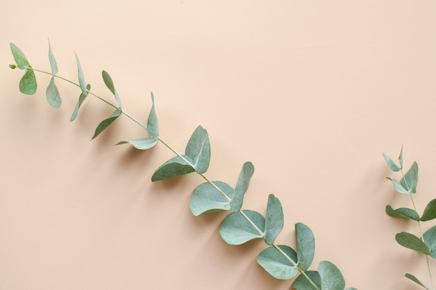 Een tak van eucalyptus op een beige achtergrond. Minimalisme. Eco-cosmetica. Plat lag, bovenaanzicht, kopieer ruimte.