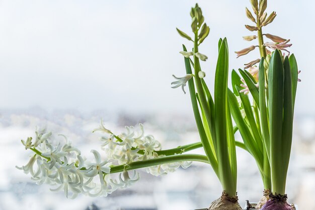 Een tak van Hyacinth Flower tegen blauwe hemelachtergrond.