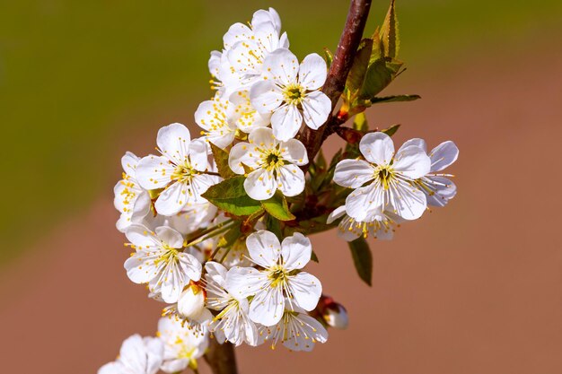 Een tak van kers met witte bloemen op een onscherpe achtergrond bij zonnig weer