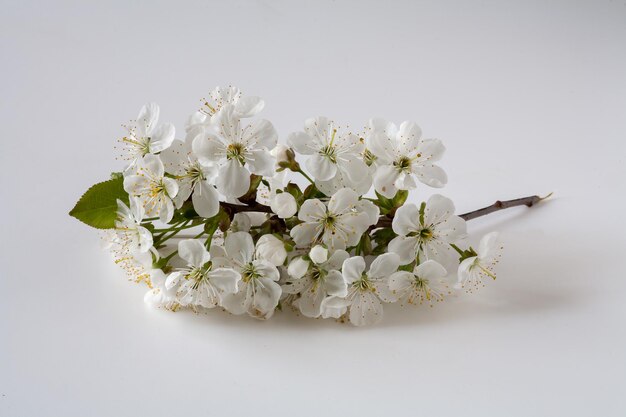 Een tak van kersenbloesems met witte bloemen op een witte achtergrond.