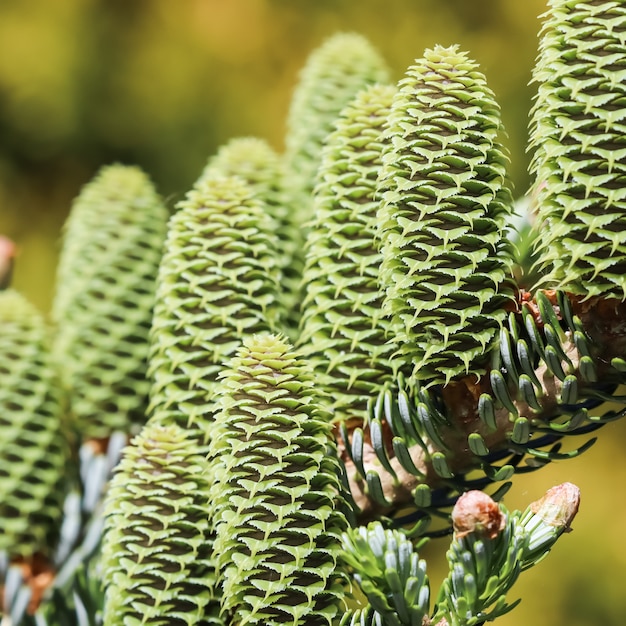 Een tak van Koreaanse spar met jonge kegels in de lentetuin