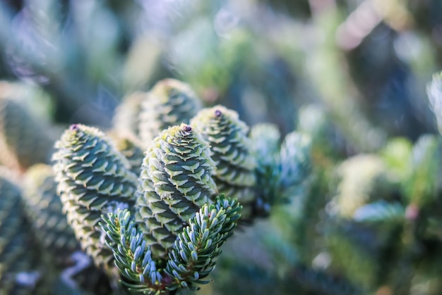 Een tak van Koreaanse spar met kegels in de tuin op een onscherpe achtergrond