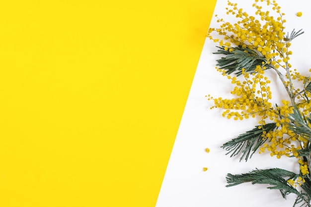 Een tak van mimosa bloemen op een witte en gele achtergrond Vrouwendag bloemen Plat lag bovenaanzicht en kopieer ruimte