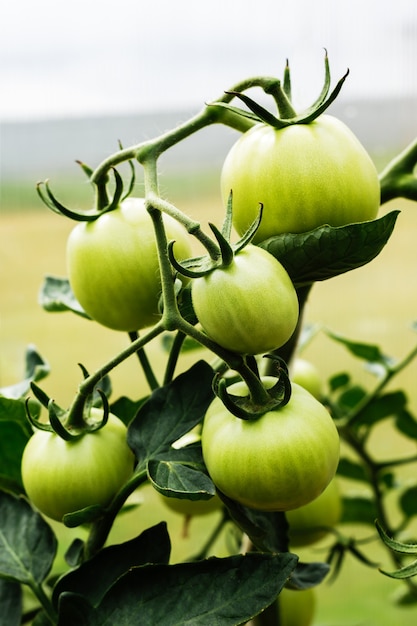 Een tak van onrijpe groene tomaten in de tuin