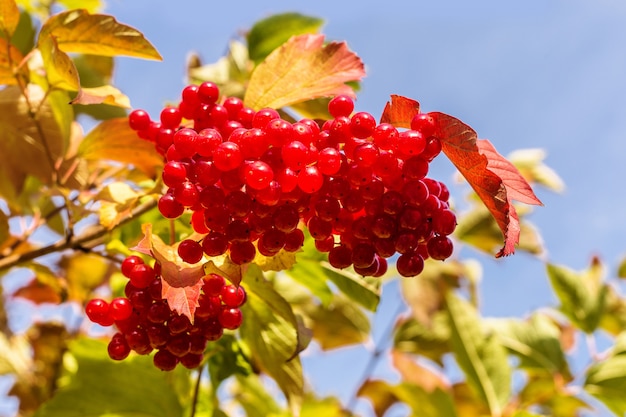 Een tak van rode viburnum.