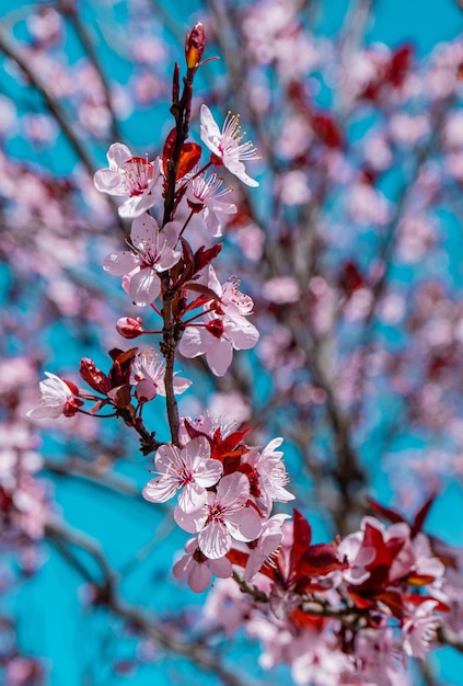 Een tak van roze en witte kersenbloesems met de lucht op de achtergrond