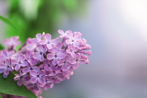 Een tak van seringen met bloemen close-up