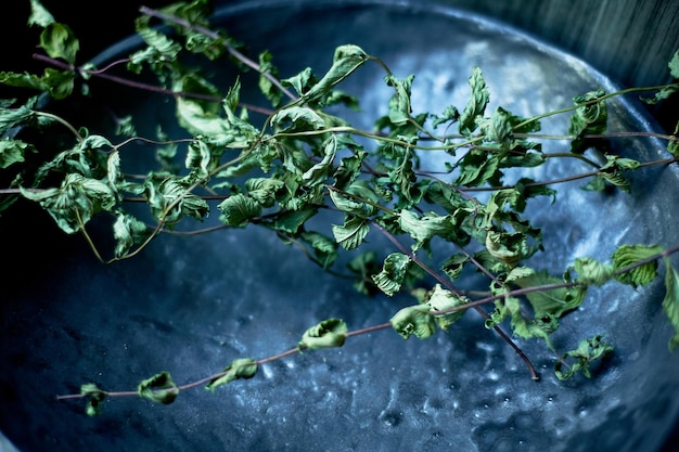 Een takje gedroogde munt op een keramisch bord Bereidingen voor de winterGedroogd kruid