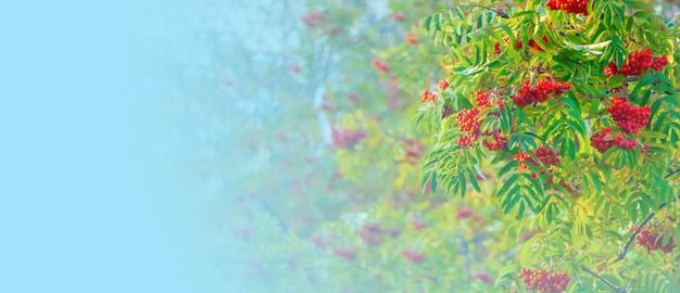 Een takken van lijsterbes met rode bessenbanner Herfst en natuurlijke achtergrond Herfstbanner met lijsterbessen en bladeren Kopieer de ruimte