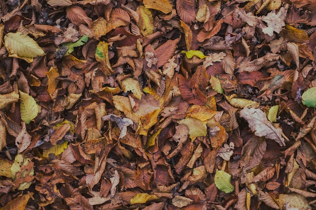 Een tapijt van herfstbladeren in het bos.