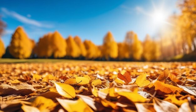 Een tapijt van prachtige gele en oranje vallende bladeren tegen een wazig natuurlijk park en blauwe hemel op