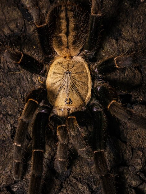 Een tarantula op een boomstam