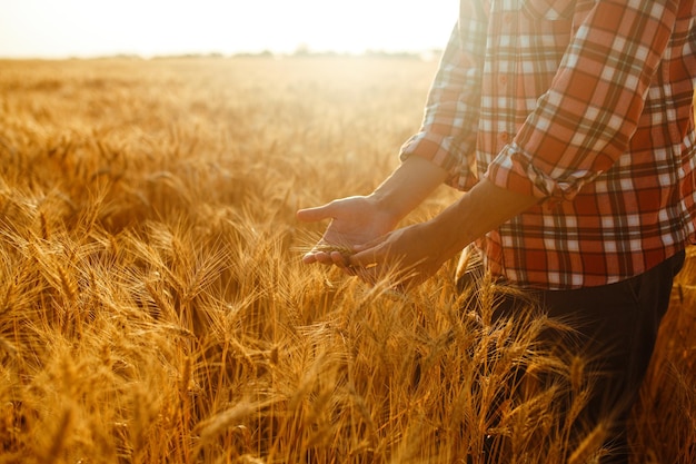 Een tarweveld aangeraakt door de handen van spikes in de zonsondergang Lichte tarwespruiten in de hand van een boer