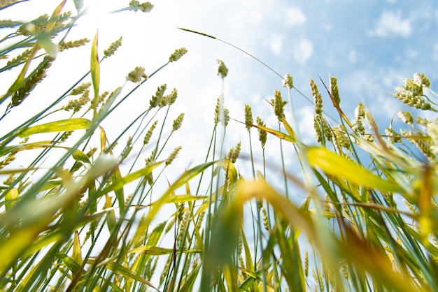 Een tarweveld Achtergrond Natuur Zomeroogst