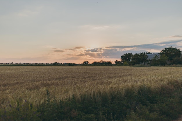 Een tarweveld bij zonsondergang