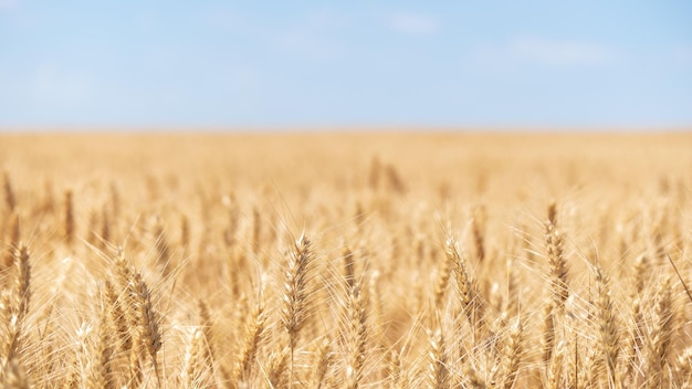 Een tarweveld in de zomerzon en de oogst wordt binnenkort verwacht