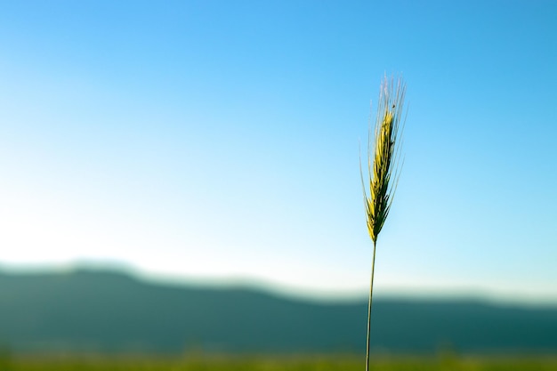 Een tarweveld met een blauwe lucht in het achtergrond landbouwconcept