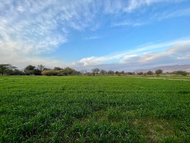 Een tarweveld met een blauwe lucht op de achtergrond