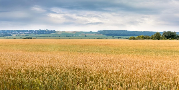 Een tarweveld met rijpende korenaren en een bos in de verte Landelijk landschap met geel tarweveld