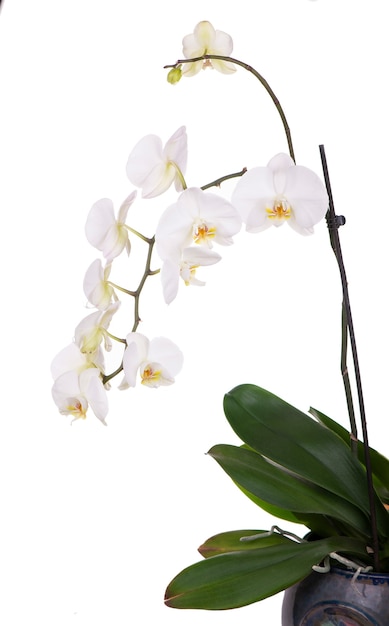 Een tedere witte orchidee. Alle geïsoleerd op wit.