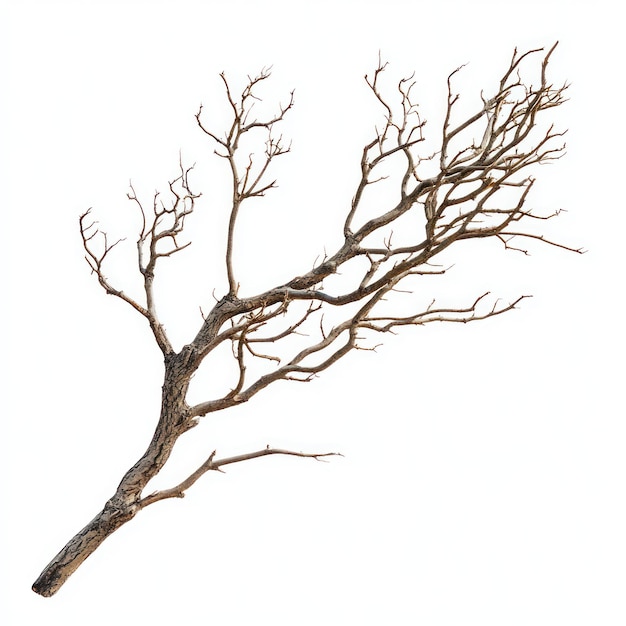 een tekening van een dode boom met het woord "no quote" erop