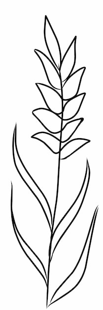 een tekening van een plant met een tekending van een bloem