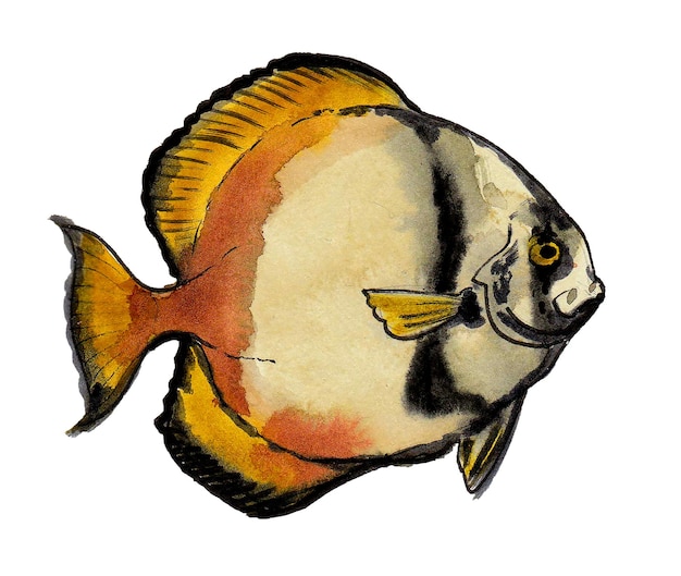 Een tekening van een vis met zwarte en gele strepen.