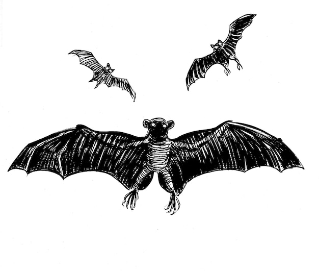 Een tekening van vleermuizen met het woord vleermuis erop