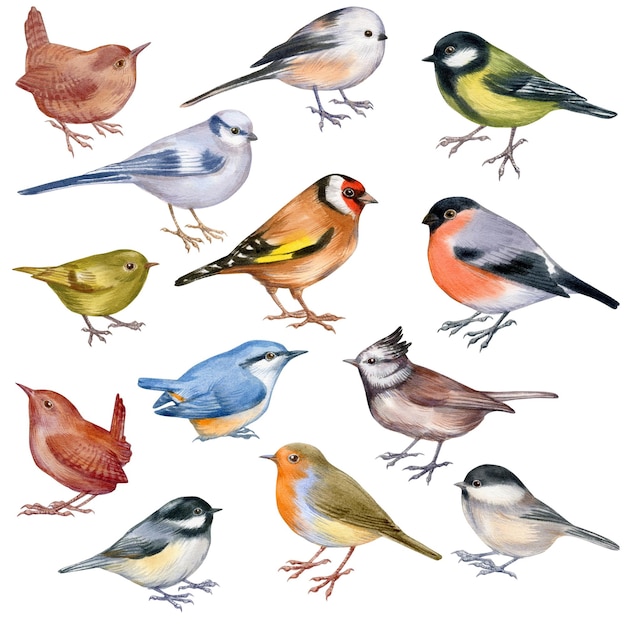 Een tekening van vogels, waaronder een van de vogels die blauw en rood is.