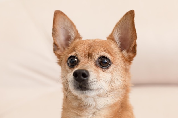 Een terriër Een volbloedhond Close-up Dierenthema's Tijdschriftomslag