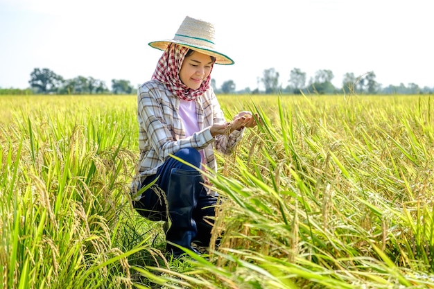 Een Thaise boerin met een traditioneel overhemd en een hoed zit rijst te kijken in het midden van het veld