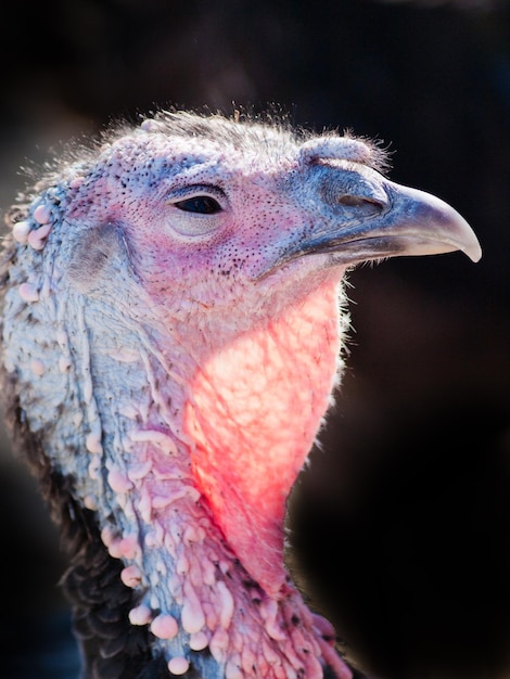 Een Thanksgiving-kalkoen met vrije uitloop van een biologische boerderij in Colorado.