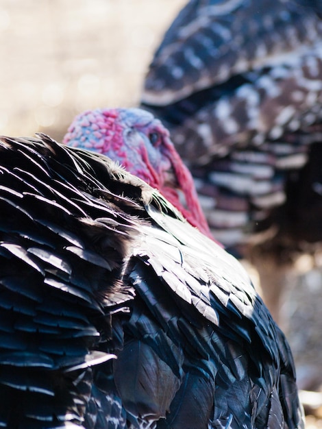 Een Thanksgiving-kalkoen met vrije uitloop van een biologische boerderij in Colorado.