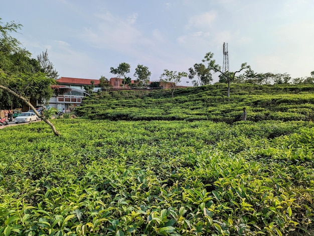 Een theeplantage in de bergen van Munnar