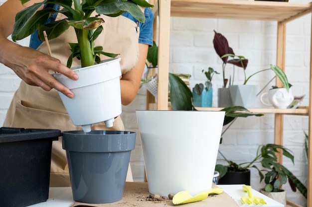 Een thuis potplant bananenpalm musa verplanten in een pot met automatische bewatering herplanten in een nieuwe grond vrouwenhanden zorgen voor een tropische plant hobby's en omgeving