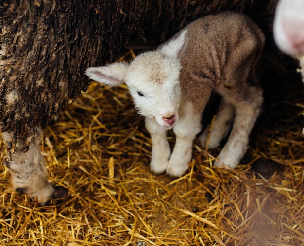 Een thuisboerderij voor de productie van wol Vee De ranch Veehouderij Een groep schapen en kleine lammeren staat in een schuur Landbouw schapenfokkerij