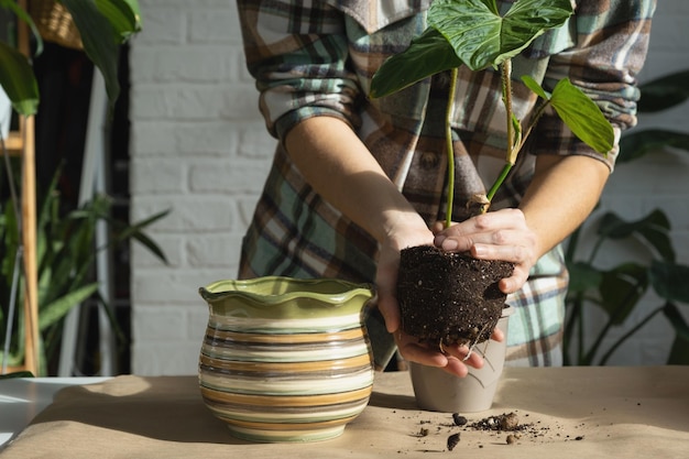 Een thuisplant philodendron verrucosum overplanten naar een nieuwe, grotere pot in het interieur zorgen voor een potplant handen close-up