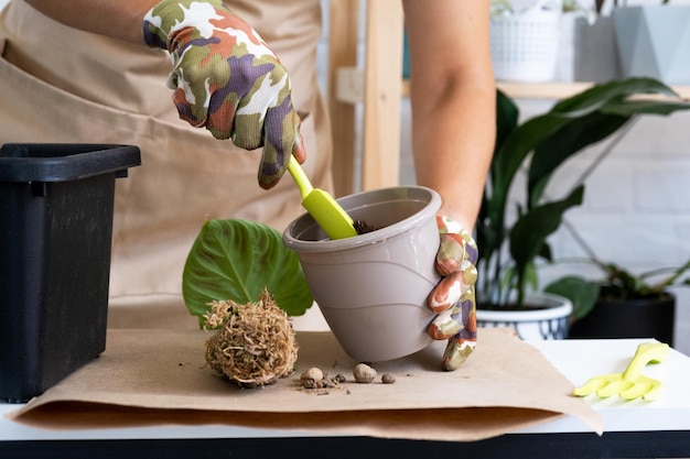 Een thuisplant Philodendron verrucosum overplanten naar een nieuwe, grotere pot in het interieur Zorgen voor een potplant handen close-up