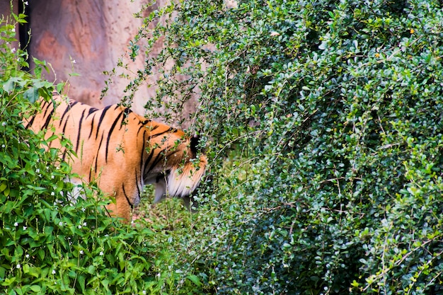 Foto een tijger die door een struik loopt met een grotachtergrond.