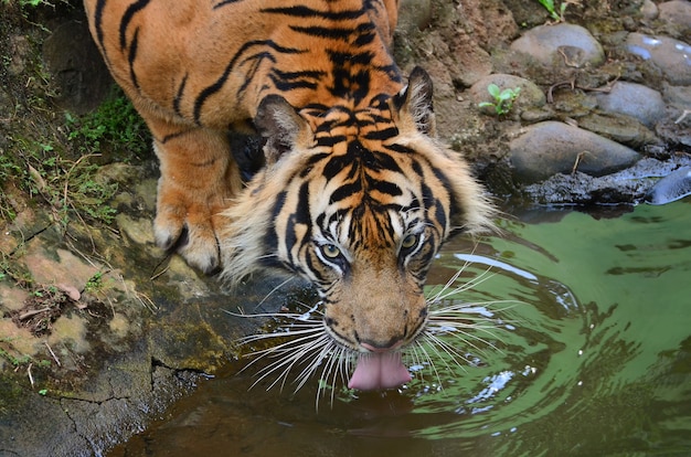 Een tijger die in de rivier drinkt