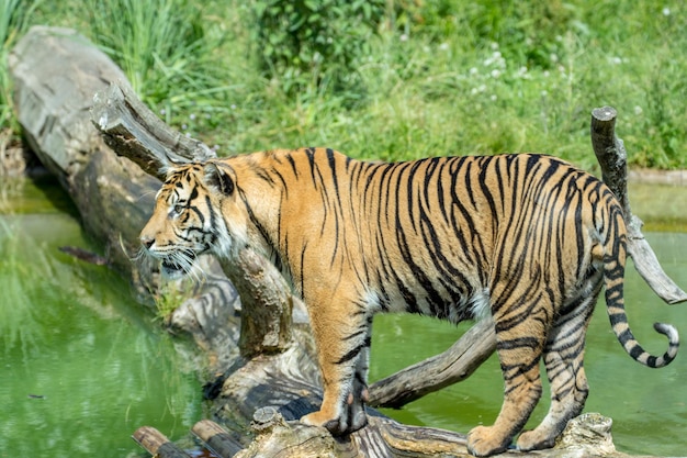 Een tijger loopt over een boomstam in het wild.