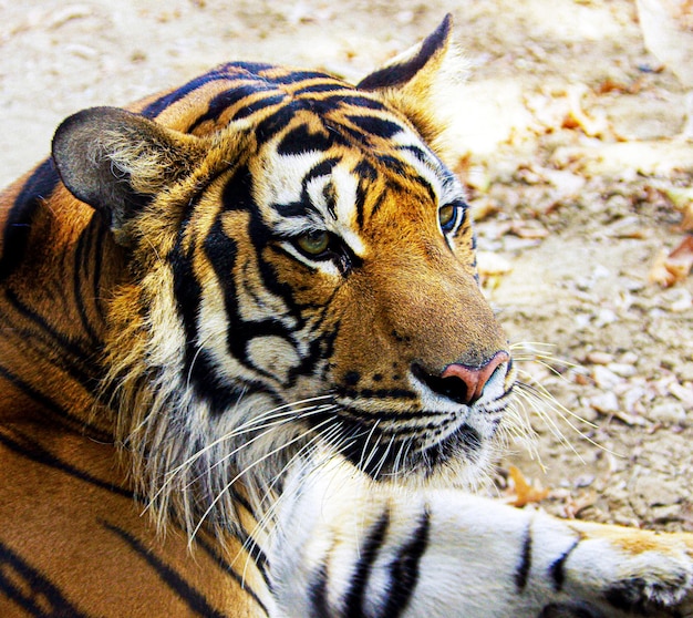 Een tijger met zwarte strepen en een zwarte streep op zijn gezicht.