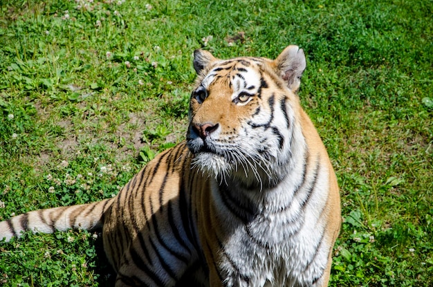 Een tijger zit in het gras