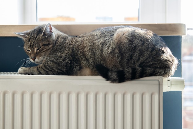 Een tijgergestreepte kat die op een warme radiator ontspant, warme katten liggen op een koude dag op de batterij