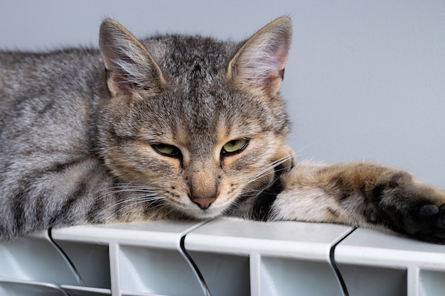 Een tijgerkat die op een warme radiator ontspant