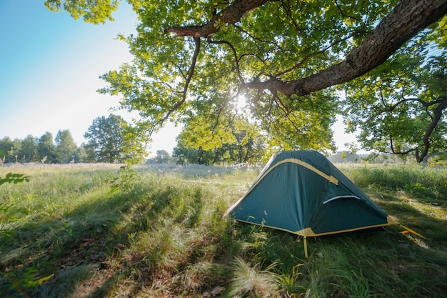 Een toeristentent staat onder een enorme eik met de zonnestralen die door de bladeren schijnen. reis wild in de natuur